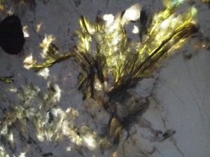 孔雀开屏